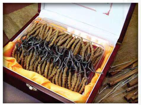 富裕冬虫夏草回收